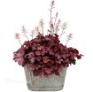 Picture of Heuchera ‘Ruby Tuesday’ Coral Bells - One Quart Pot