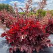 Picture of Heuchera ‘Ruby Tuesday’ Coral Bells - One Quart Pot