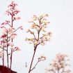Picture of Heuchera ‘Ruby Tuesday’ Coral Bells - One Quart Pot