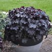 Picture of Heuchera 'Evening Gown' DRESSED UP™ Series Coral Bells - One Quart Pot