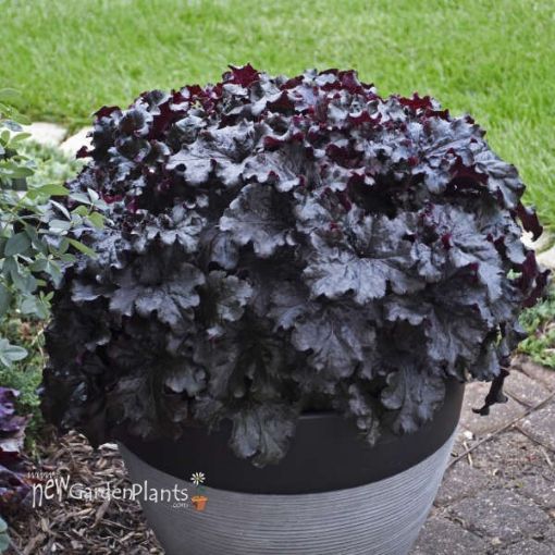 Picture of Heuchera 'Evening Gown' DRESSED UP™ Series Coral Bells - One Quart Pot