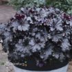 Picture of Heuchera 'Evening Gown' DRESSED UP™ Series Coral Bells - One Quart Pot