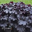 Picture of Heuchera 'Evening Gown' DRESSED UP™ Series Coral Bells - One Quart Pot