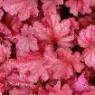 Picture of Heuchera 'Magma' Coral Bells - One Quart Pot