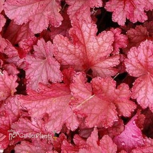 Picture of Heuchera 'Magma' Coral Bells - One Quart Pot