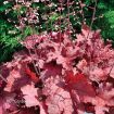 Picture of Heuchera 'Magma' Coral Bells - One Quart Pot