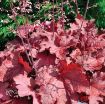Picture of Heuchera 'Magma' Coral Bells - One Quart Pot
