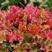 Picture of Heuchera 'Marmalade' Coral Bells - One Quart Pot