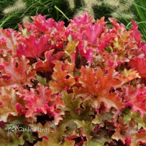 Picture of Heuchera 'Marmalade' Coral Bells - One Quart Pot