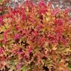 Picture of Heuchera 'Marmalade' Coral Bells - One Quart Pot