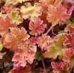 Picture of Heuchera 'Marmalade' Coral Bells - One Quart Pot