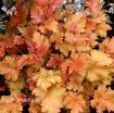 Picture of Heuchera 'Marmalade' Coral Bells - One Quart Pot