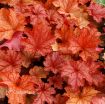 Picture of Heuchera 'Paprika' Coral Bells - One Quart Pot