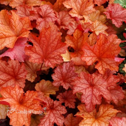 Picture of Heuchera 'Paprika' Coral Bells - One Quart Pot