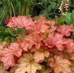 Picture of Heuchera 'Paprika' Coral Bells - One Quart Pot