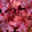 Picture of Heuchera 'Paprika' Coral Bells - One Quart Pot