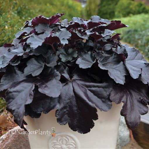 Picture of Heuchera 'Black Pearl' Primo Coral Bells - One Quart Pot