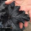 Picture of Heuchera 'Black Pearl' Primo Coral Bells - One Quart Pot