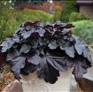 Picture of Heuchera 'Black Pearl' Primo Coral Bells - One Quart Pot