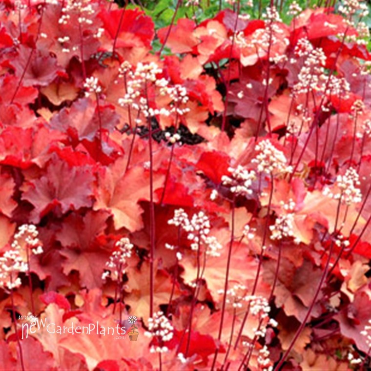 Heuchera 'RIO' Coral Bells - One Quart Pot. New Garden Plants