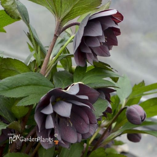 Picture of Helleborus 'Dashing Groomsmen' Wedding Party® Series Lenten Rose - One Quart Pot