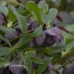 Picture of Helleborus 'Dashing Groomsmen' Wedding Party® Series Lenten Rose - One Quart Pot