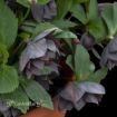 Picture of Helleborus 'Dashing Groomsmen' Wedding Party® Series Lenten Rose - One Quart Pot