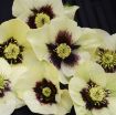 Picture of Helleborus 'Spanish Flare' Honeymoon™ Series Lenten Rose - One Quart Pot