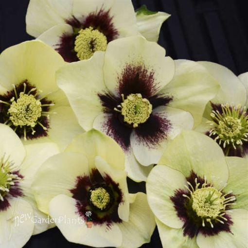 Picture of Helleborus 'Spanish Flare' Honeymoon™ Series Lenten Rose - One Quart Pot