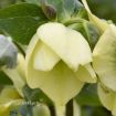 Picture of Helleborus 'Spanish Flare' Honeymoon™ Series Lenten Rose - One Quart Pot