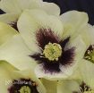 Picture of Helleborus 'Spanish Flare' Honeymoon™ Series Lenten Rose - One Quart Pot