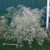 Picture of Gypsophila 'Snow Flake' - One Quart Pot