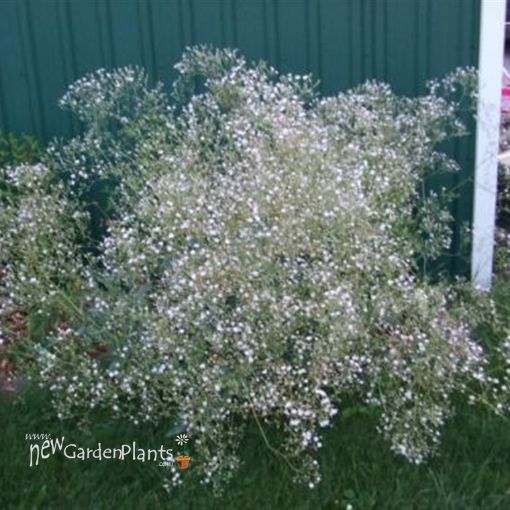 Picture of Gypsophila 'Snow Flake' - One Quart Pot