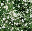 Picture of Gypsophila 'Snow Flake' - One Quart Pot