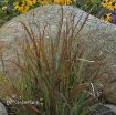 Picture of Panicum 'Cheyenne Sky' PPAF Switch Grass - One Quart Pot