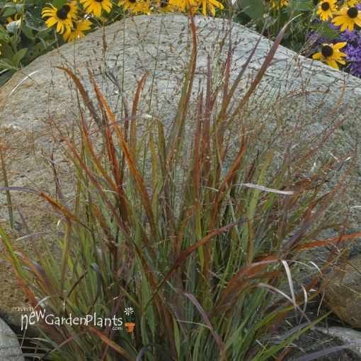 Picture of Panicum 'Cheyenne Sky' PPAF Switch Grass - One Quart Pot