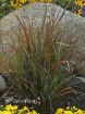 Picture of Panicum 'Cheyenne Sky' PPAF Switch Grass - One Quart Pot