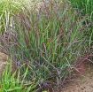 Picture of Panicum 'Cheyenne Sky' PPAF Switch Grass - One Quart Pot