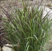 Picture of Panicum 'Cheyenne Sky' PPAF Switch Grass - One Quart Pot