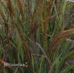 Picture of Panicum 'Cheyenne Sky' PPAF Switch Grass - One Quart Pot