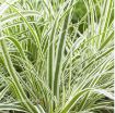 Picture of Carex EverColor® 'Everest' - One Quart Pot