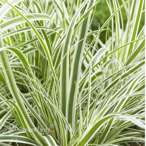 Picture of Carex EverColor® 'Everest' - One Quart Pot