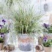 Picture of Carex EverColor® 'Everest' - One Quart Pot