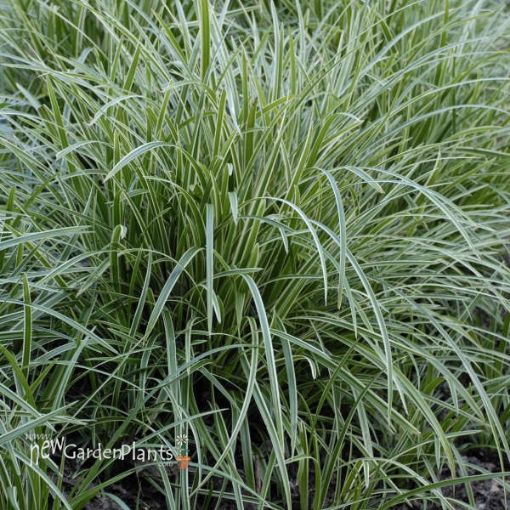 Picture of Carex 'Ice Dance' - One Quart Pot