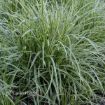 Picture of Carex 'Ice Dance' - One Quart Pot