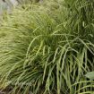 Picture of Carex 'Ice Dance' - One Quart Pot