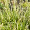 Picture of Carex 'Ice Dance' - One Quart Pot
