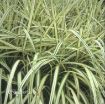 Picture of Miscanthus 'Cabaret' - One Quart Pot