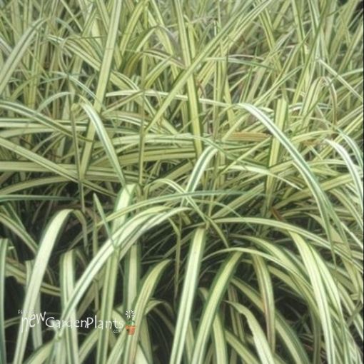 Picture of Miscanthus 'Cabaret' - One Quart Pot