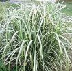 Picture of Miscanthus 'Cabaret' - One Quart Pot